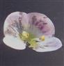 . Corolla with stamens